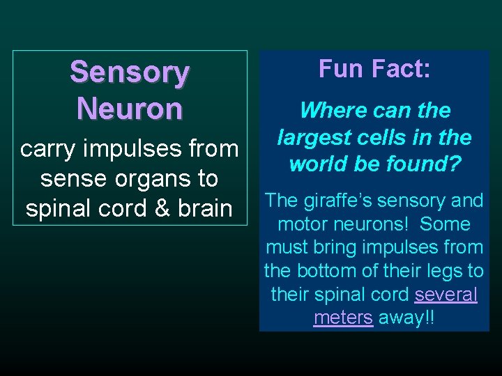 Sensory Neuron carry impulses from sense organs to spinal cord & brain Fun Fact: