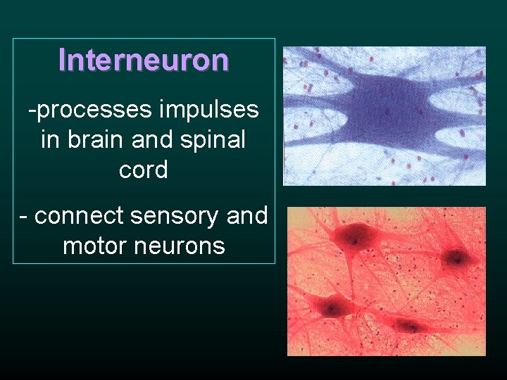 Interneuron -processes impulses in brain and spinal cord - connect sensory and motor neurons