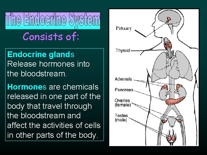 Consists of: Endocrine glands Release hormones into the bloodstream. Hormones are chemicals released in