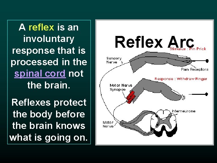 A reflex is an involuntary response that is processed in the spinal cord not