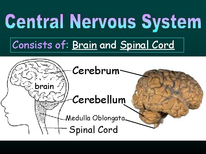 Consists of: Brain and Spinal Cord Cerebrum brain Cerebellum Medulla Oblongata Spinal Cord 