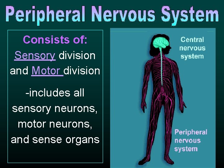 Consists of: Sensory division and Motor division -includes all sensory neurons, motor neurons, and