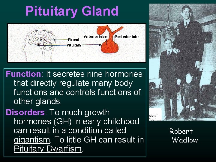 Pituitary Gland Function: It secretes nine hormones that directly regulate many body functions and