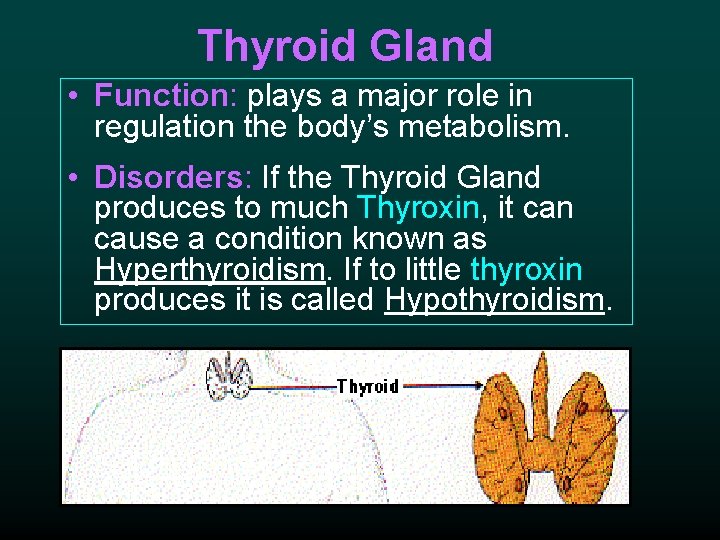 Thyroid Gland • Function: plays a major role in regulation the body’s metabolism. •
