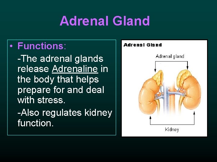 Adrenal Gland • Functions: -The adrenal glands release Adrenaline in the body that helps