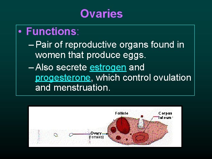 Ovaries • Functions: – Pair of reproductive organs found in women that produce eggs.