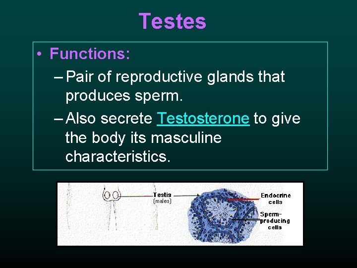 Testes • Functions: – Pair of reproductive glands that produces sperm. – Also secrete