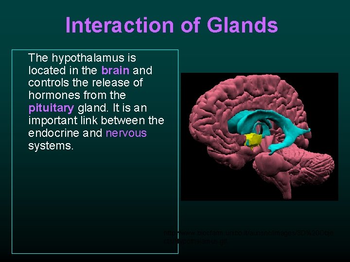 Interaction of Glands The hypothalamus is located in the brain and controls the release