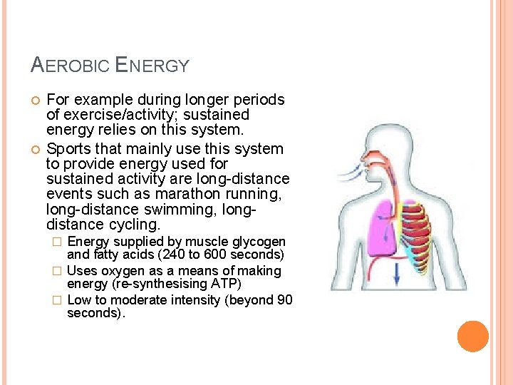 AEROBIC ENERGY For example during longer periods of exercise/activity; sustained energy relies on this