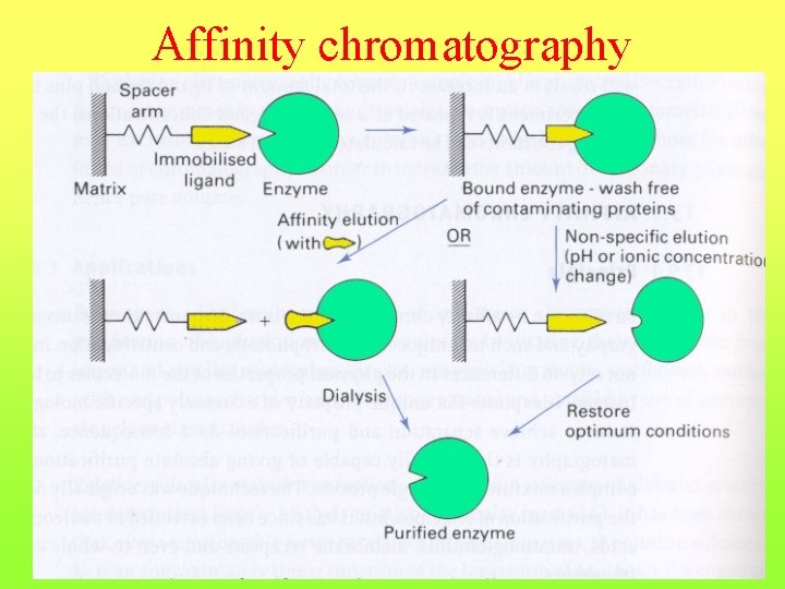 Affinity chromatography 