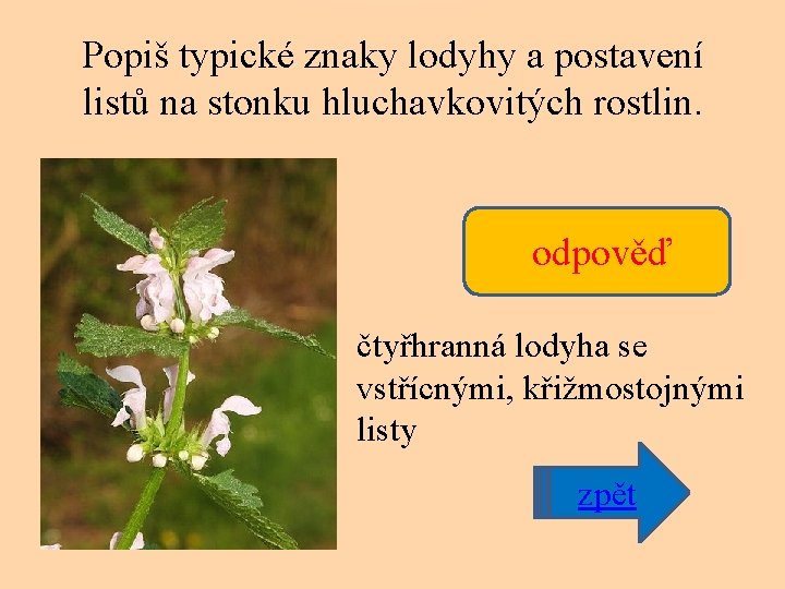 Popiš typické znaky lodyhy a postavení listů na stonku hluchavkovitých rostlin. odpověď čtyřhranná lodyha