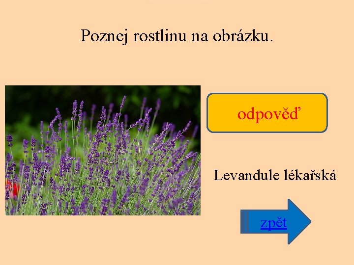 Poznej rostlinu na obrázku. odpověď Levandule lékařská zpět 