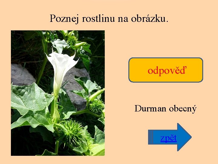 Poznej rostlinu na obrázku. odpověď Durman obecný zpět 