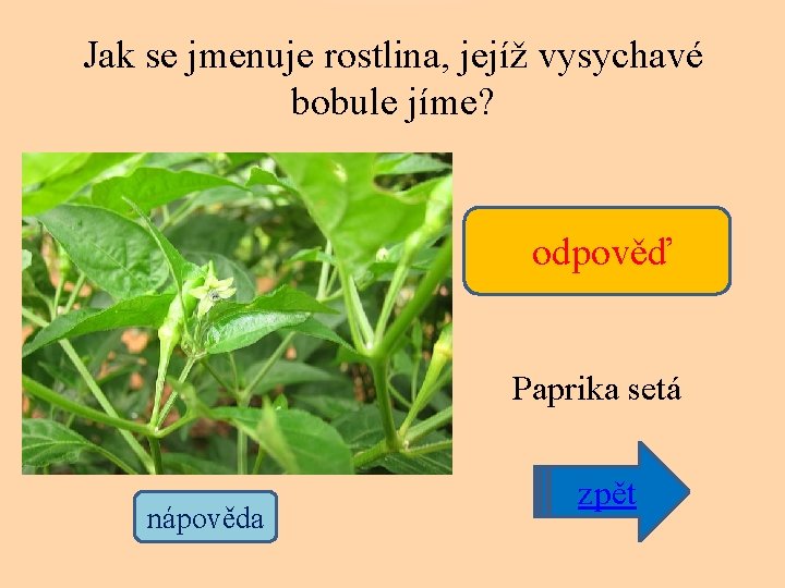 Jak se jmenuje rostlina, jejíž vysychavé bobule jíme? odpověď Paprika setá nápověda zpět 