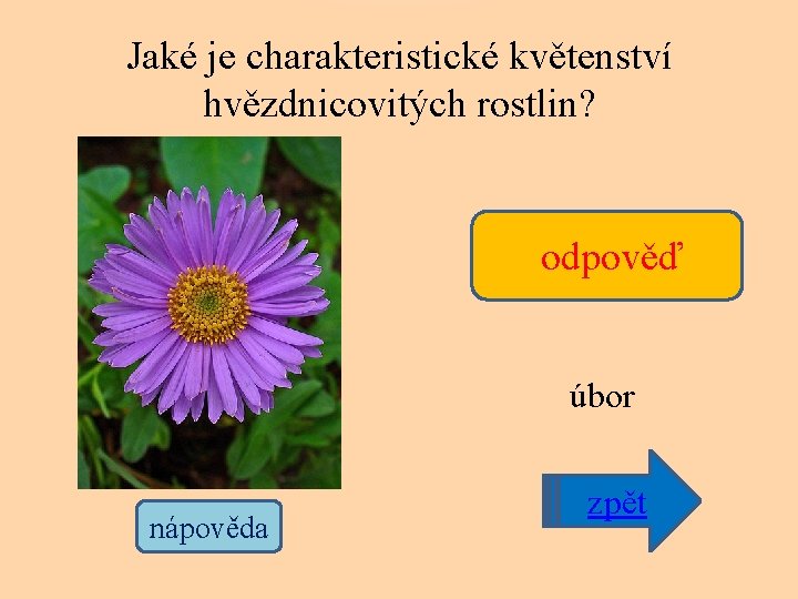 Jaké je charakteristické květenství hvězdnicovitých rostlin? odpověď úbor nápověda zpět 