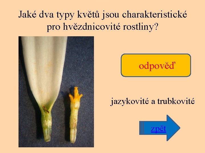 Jaké dva typy květů jsou charakteristické pro hvězdnicovité rostliny? odpověď jazykovité a trubkovité nápověda