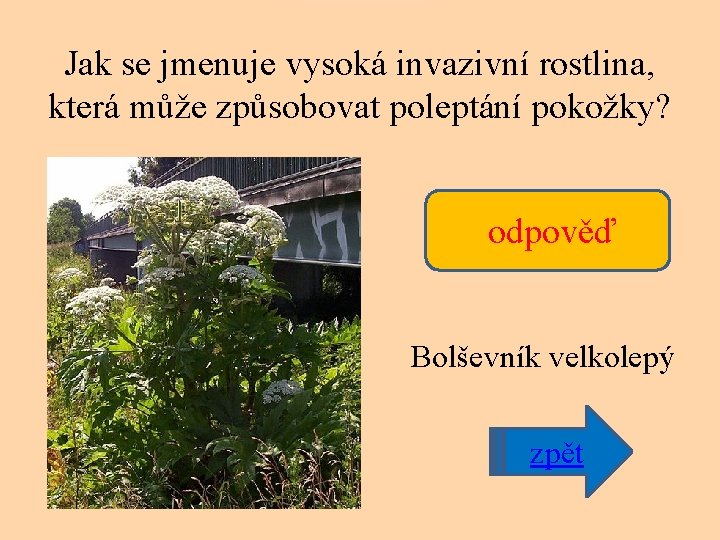 Jak se jmenuje vysoká invazivní rostlina, která může způsobovat poleptání pokožky? odpověď Bolševník velkolepý