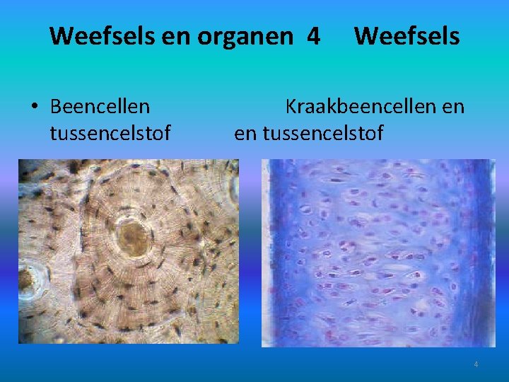 Weefsels en organen 4 • Beencellen tussencelstof Weefsels Kraakbeencellen en en tussencelstof 4 