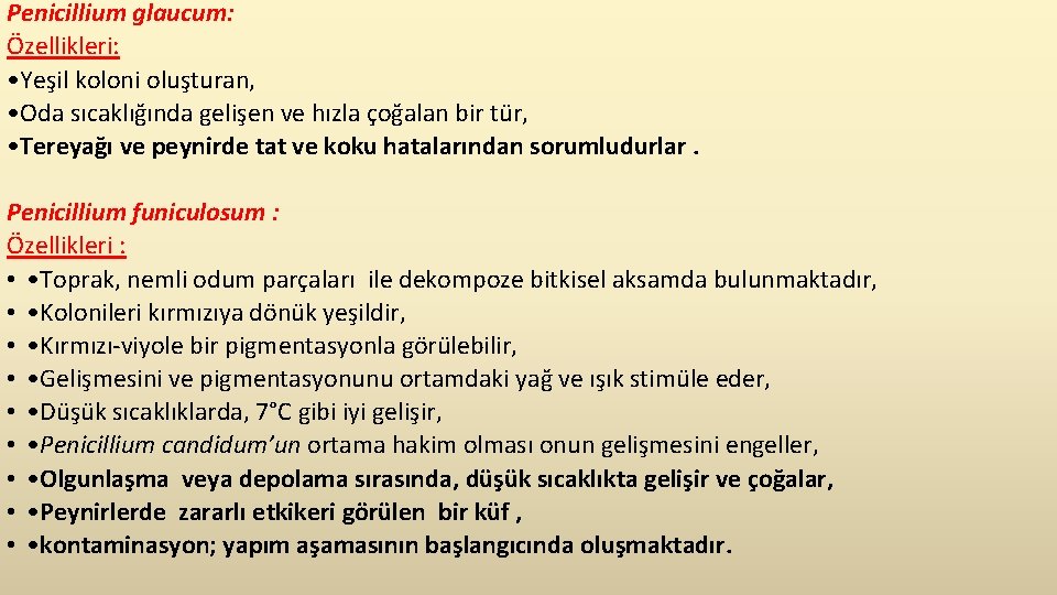 Penicillium glaucum: Özellikleri: • Yeşil koloni oluşturan, • Oda sıcaklığında gelişen ve hızla çoğalan