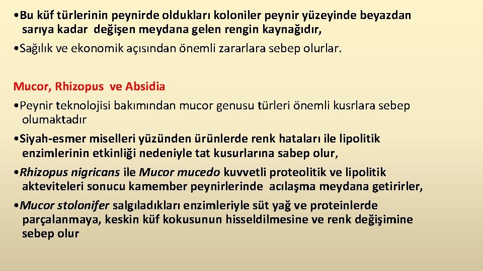  • Bu küf türlerinin peynirde oldukları koloniler peynir yüzeyinde beyazdan sarıya kadar değişen