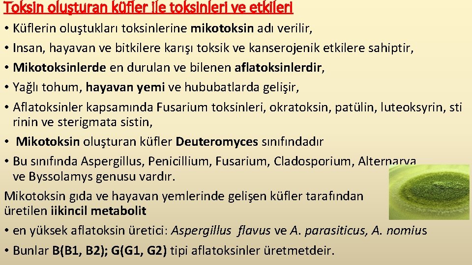 Toksin oluşturan küfler ile toksinleri ve etkileri • Küflerin oluştukları toksinlerine mikotoksin adı verilir,