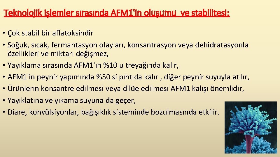 Teknolojik işlemler sırasında AFM 1'in oluşumu ve stabilitesi: • Çok stabil bir aflatoksindir •