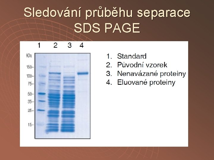 Sledování průběhu separace SDS PAGE 