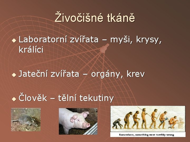 Živočišné tkáně u Laboratorní zvířata – myši, krysy, králíci u Jateční zvířata – orgány,