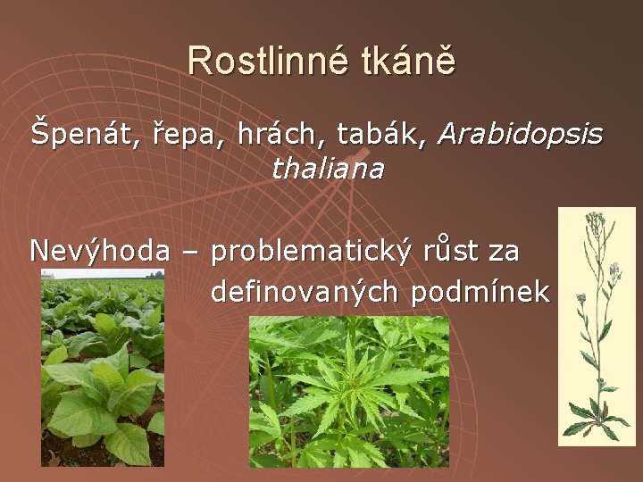 Rostlinné tkáně Špenát, řepa, hrách, tabák, Arabidopsis thaliana Nevýhoda – problematický růst za definovaných