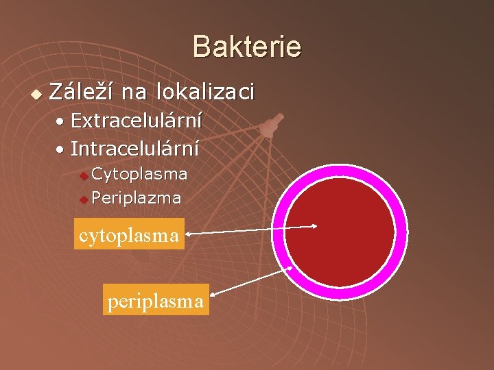 Bakterie u Záleží na lokalizaci • Extracelulární • Intracelulární Cytoplasma u Periplazma u cytoplasma