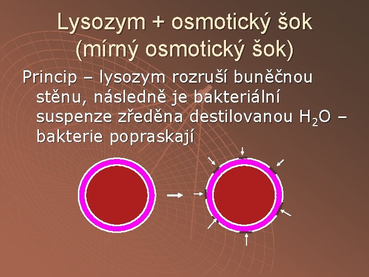 Lysozym + osmotický šok (mírný osmotický šok) Princip – lysozym rozruší buněčnou stěnu, následně