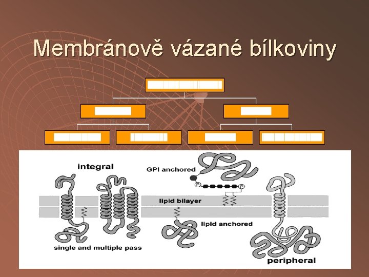 Membránově vázané bílkoviny 