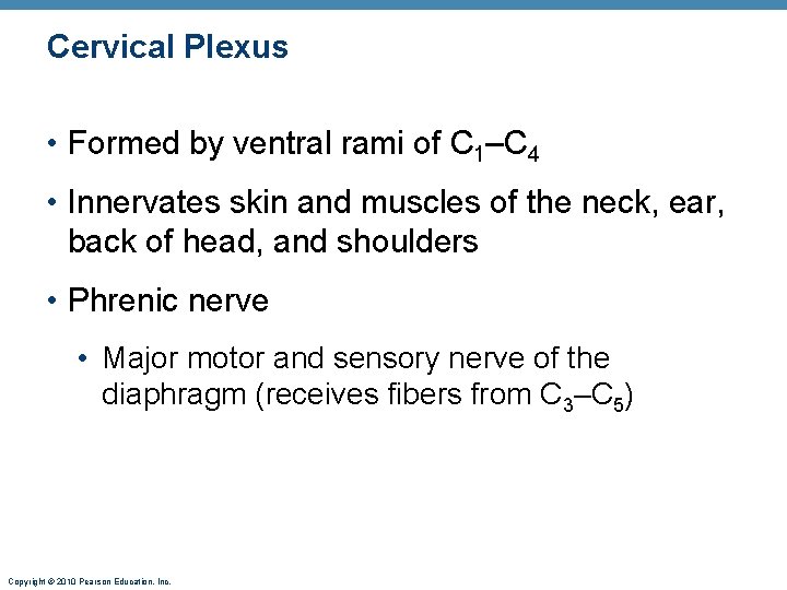 Cervical Plexus • Formed by ventral rami of C 1–C 4 • Innervates skin