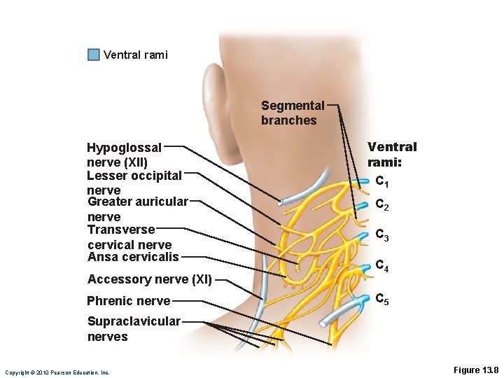 Ventral rami Segmental branches Hypoglossal nerve (XII) Lesser occipital nerve Greater auricular nerve Transverse