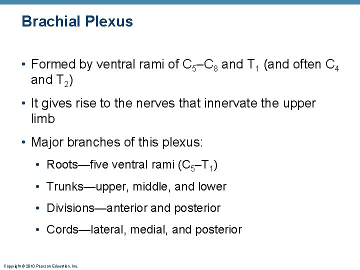 Brachial Plexus • Formed by ventral rami of C 5–C 8 and T 1