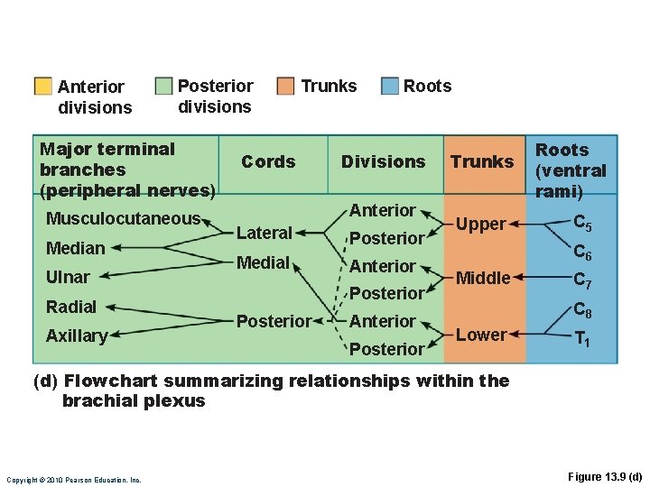 Anterior divisions Posterior divisions Major terminal branches (peripheral nerves) Musculocutaneous Median Ulnar Radial Axillary