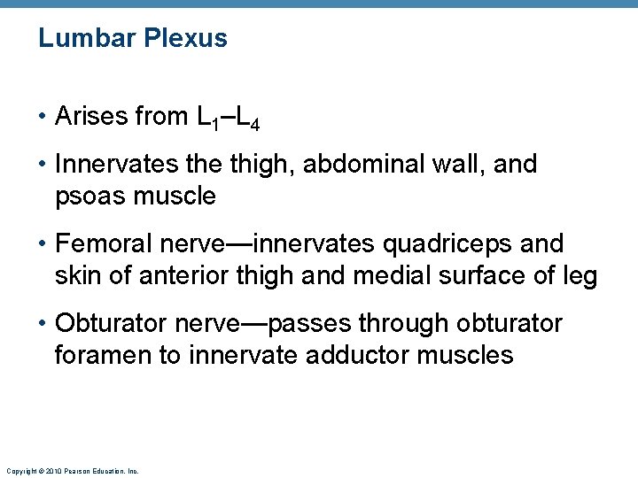 Lumbar Plexus • Arises from L 1–L 4 • Innervates the thigh, abdominal wall,