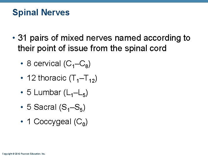 Spinal Nerves • 31 pairs of mixed nerves named according to their point of