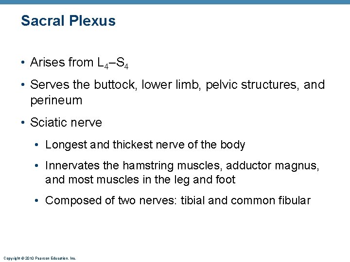 Sacral Plexus • Arises from L 4–S 4 • Serves the buttock, lower limb,