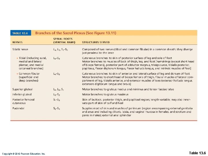 Copyright © 2010 Pearson Education, Inc. Table 13. 6 