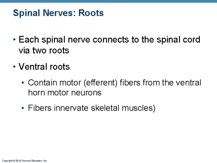 Spinal Nerves: Roots • Each spinal nerve connects to the spinal cord via two