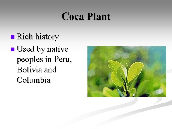 Coca Plant n Rich history n Used by native peoples in Peru, Bolivia and