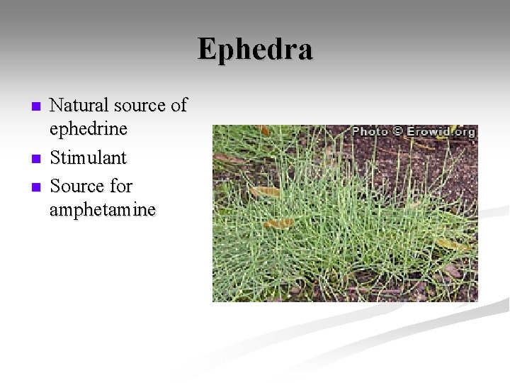 Ephedra n n n Natural source of ephedrine Stimulant Source for amphetamine 