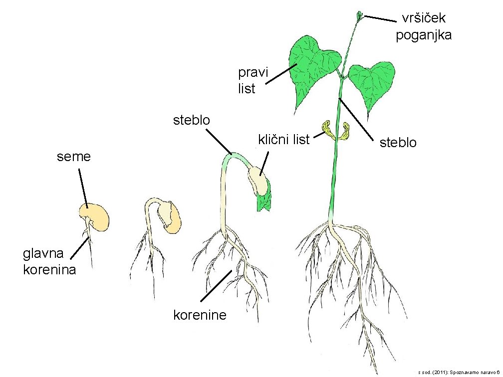 vršiček poganjka pravi list steblo klični list seme steblo glavna korenine © Bačič s