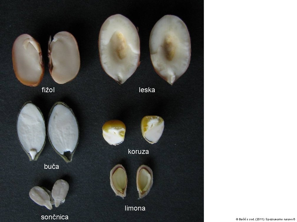 fižol leska koruza buča limona sončnica © Bačič s sod. (2011): Spoznavamo naravo 6