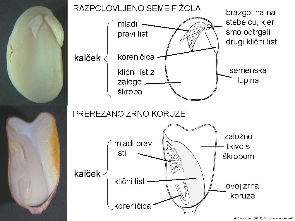 RAZPOLOVLJENO SEME FIŽOLA mladi pravi list kalček brazgotina na stebelcu, kjer smo odtrgali drugi