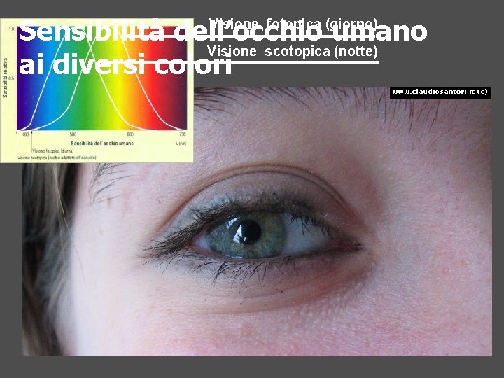 Sensibilità dell’occhio umano Visione scotopica (notte) ai diversi colori Visione fotopica (giorno) 