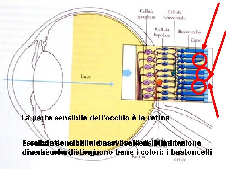 La parte sensibile dell’occhio è la retina Essa contiene cellule nervose sensibili a tre