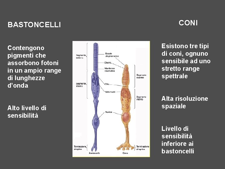 BASTONCELLI Contengono pigmenti che assorbono fotoni in un ampio range di lunghezze d’onda Alto