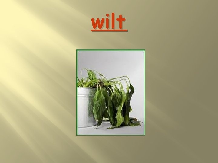 wilt 